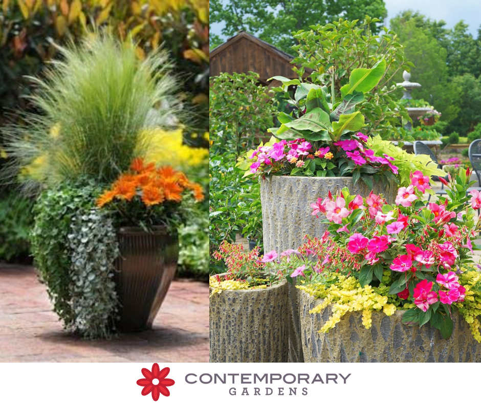 Colorful Container Gardens for Any Outdoor Space