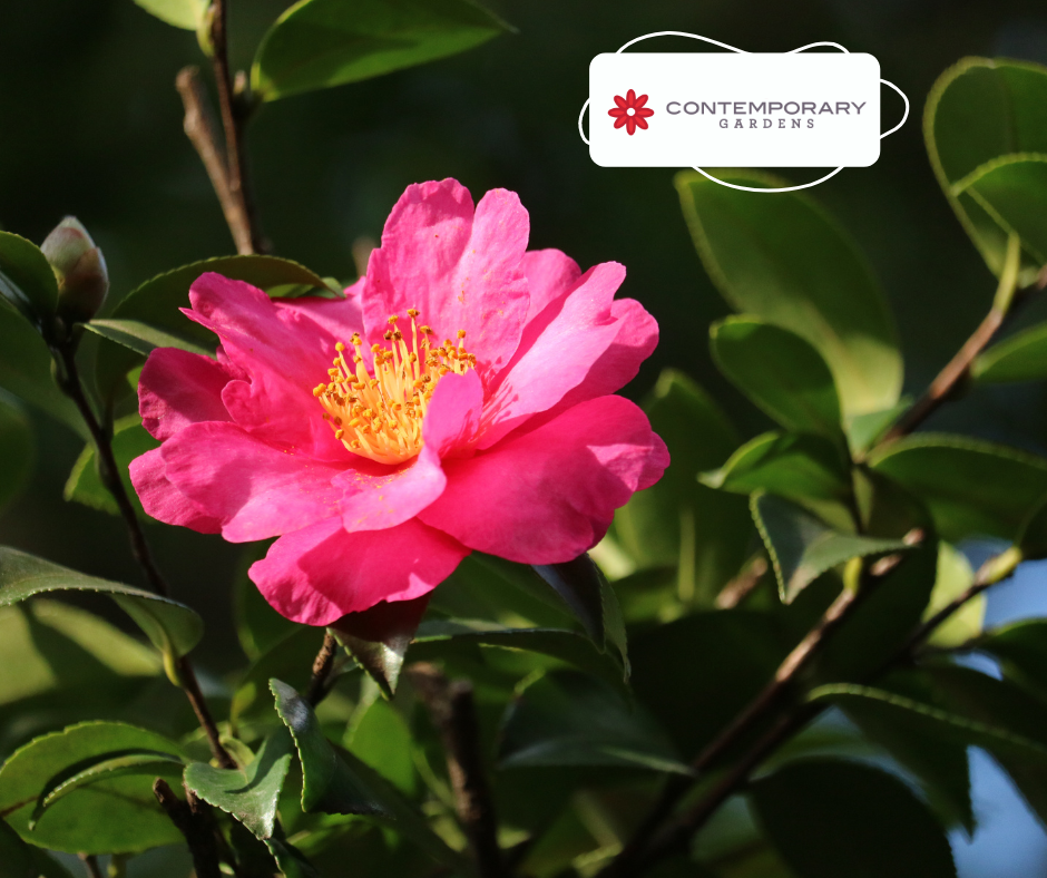 Bring Charm to Your Garden with Dwarf Sasanqua Camellia
